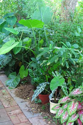 Lush foliage plants enjoying some warm outdoor weather. They'll go into the greenhouses during the winter.