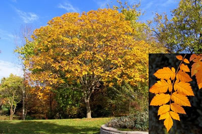 Our Koelreuteria paniculata in fall