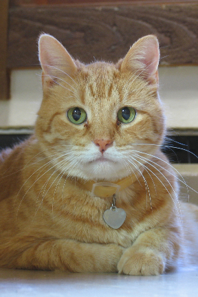 Punkin