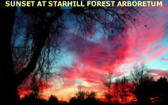 See many beautiful images of Starfill Forest Arboretum