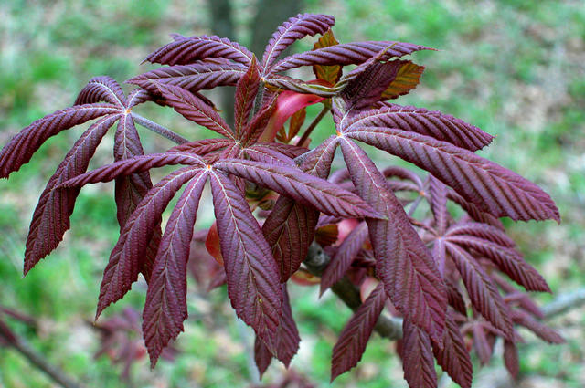 Aesculus glabra 'April Wine' originated here as a spontaneous seedling. 