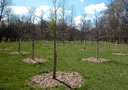 Starhill Forest tree research contributes to the knowledge of their growth