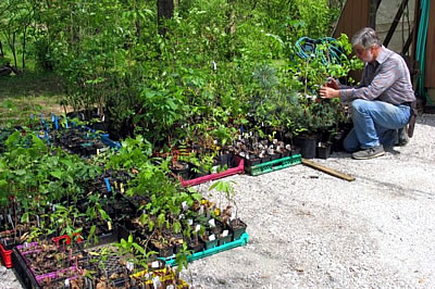 Two- and three-year seedlings awaiting planting in the nursery after the danger of frost has passed