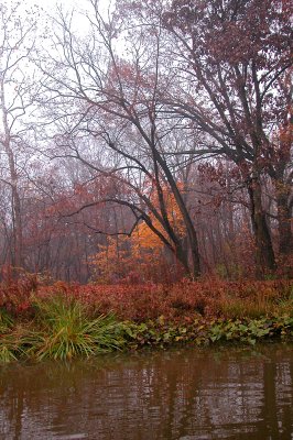 Shoreline plants along the edge of the pond in autumn.