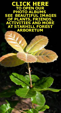 CLICK HERE TO SEE MANY MORE BEAUTIFUL IMAGES OF STARHILL FOREST ARBORETUM PLANTS