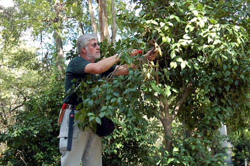 Guy working at Cemetery Landscape Preservation Project