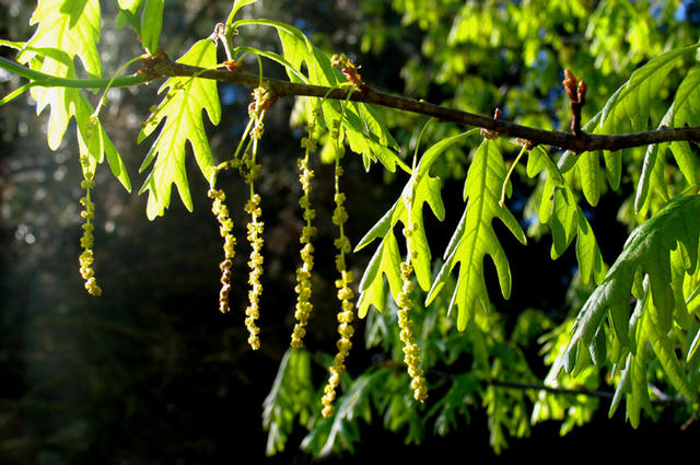 White oak (Quercus alba) flowering at Starhill Forest in late April. 